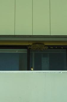 建物の軒下のツバメと巣 ツバメ,鳥,巣の写真素材