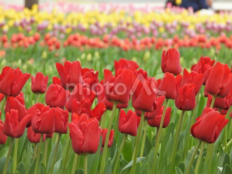 春爛漫 チューリップ,春,風景の写真素材