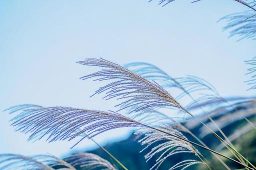 ススキ(31) ススキ(31) 植物,ススキ,秋の写真素材