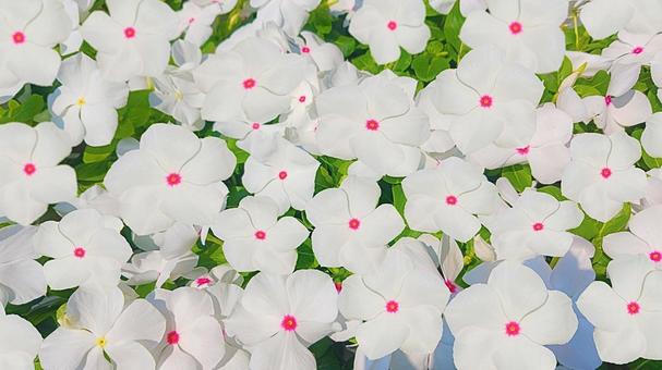 日日草3 日日草3 花,花束,白い花の写真素材