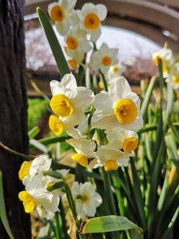 スイセン 水仙 スイセン 水仙 水仙,スイセン,花の写真素材