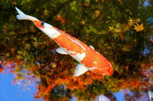錦鯉と水面に浮かぶ紅葉の葉 錦鯉,鯉,魚の写真素材