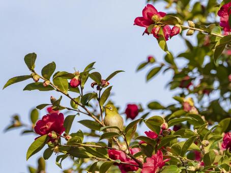 山茶花に遊ぶメジロ メジロ,山茶花,サザンカの写真素材