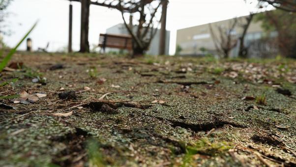霜の土、冬の庭 霜の土、冬の庭 真冬,霜,土の写真素材