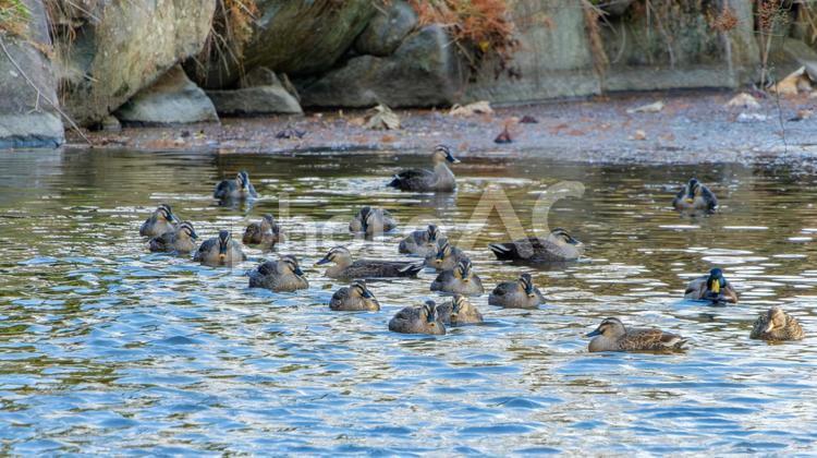 群れで泳ぐカルガモたち カルガモ,鴨,鳥の写真素材