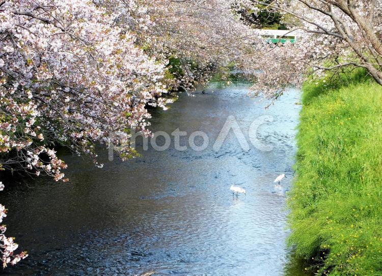 美しい桜咲く川に白いサギが２羽 さくら,桜の花,桜並木の写真素材