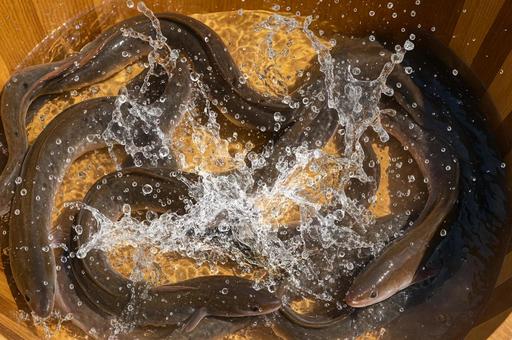 木桶の中で水しぶきをあげるうなぎの写真