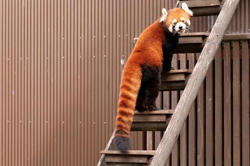 はしごを登るレッサーパンダ レッサーパンダ,はしご,登るの写真素材