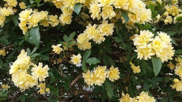 しっとりモッコウバラ中央余白 モッコウバラ,木香薔薇,バラの写真素材