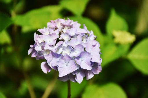 紫陽花 紫陽花,花,花びらの写真素材