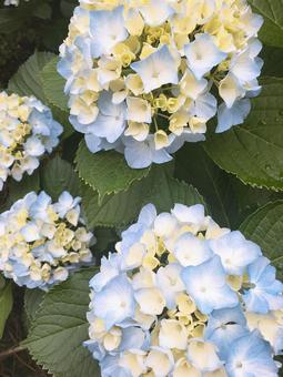 Hydrangea Blue, JPG