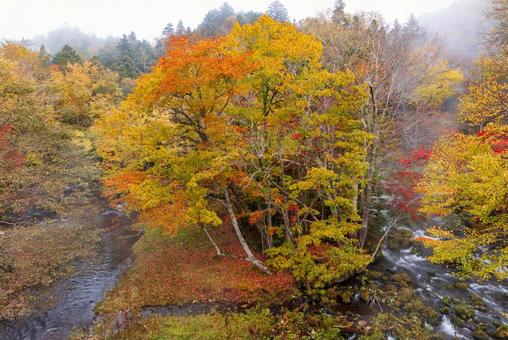 滝見橋の紅葉 滝見橋の紅葉,紅葉,阿寒湖の写真素材