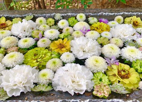 色鮮やかな花手水17 花手水,はなちょうず,手水舎の写真素材