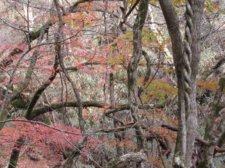 鹿又川渓谷の紅葉の写真