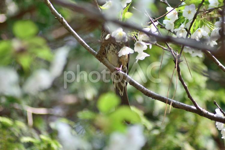 ツグミの胴体と尾 笹部桜,野鳥,ツグミの写真素材