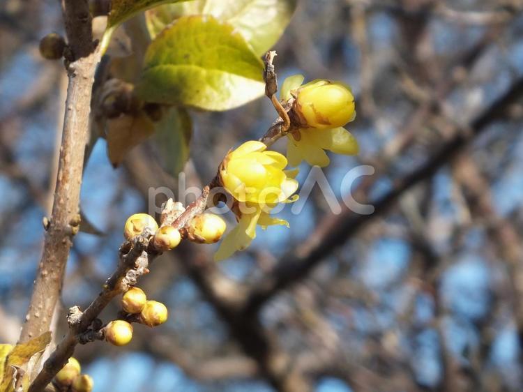 早春の香り　蝋梅の小さく黄色い花と蕾 蝋梅,黄色い花,香りの花の写真素材
