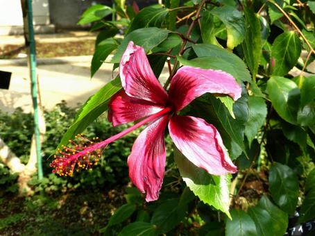 花びらがしおれ気味の温室のハイビスカス ハイビスカス,花,植物の写真素材