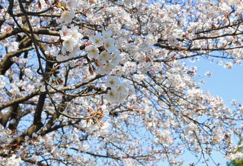 桜 桜の写真
