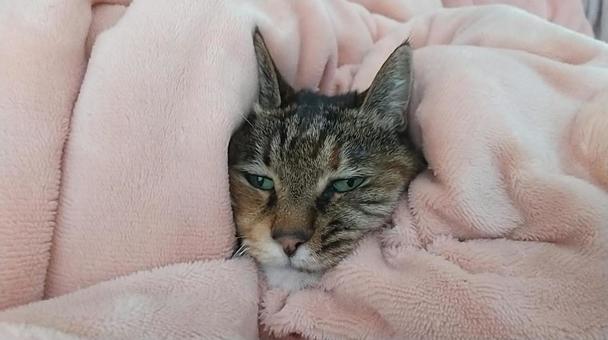 キジトラの写真