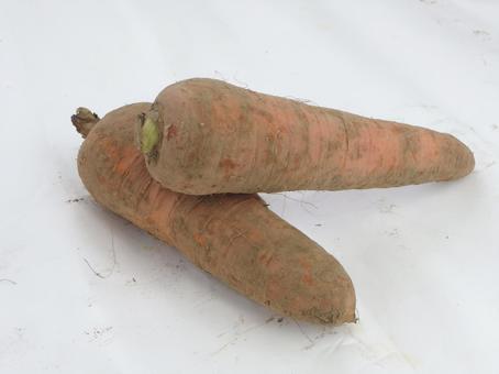 にんじん 土付き野菜 にんじん,土付き野菜,泥付き人参の写真素材