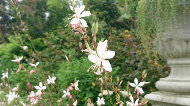 爽やかな花のある風景 爽やかな花のある風景の写真