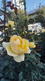 黄色のバラ バラ,薔薇,ローズの写真素材