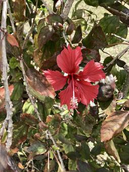 hibiscus, hibiscus, flower, plant, JPG