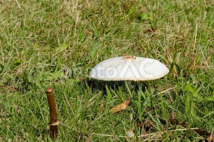 草原に生える白いキノコ キノコ,白,草原の写真素材