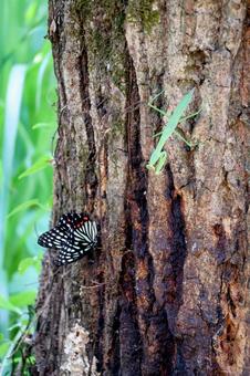 カマキリとチョウ カマキリとチョウ カマキリ,夏休み,チョウの写真素材