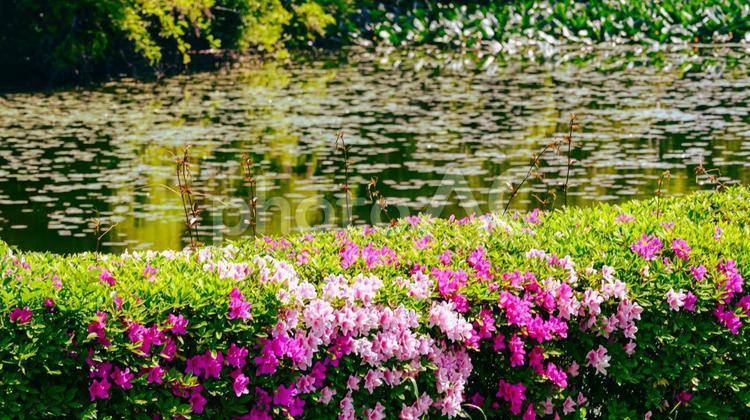 池の前のツツジ ツツジ,赤,花の写真素材