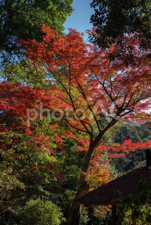 明治神宮で見える風景 明治神宮,東京,神社の写真素材