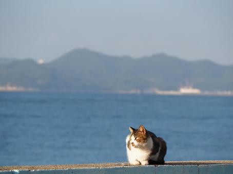 野良猫 野良猫 野良猫の素材写真,猫,野良猫の写真素材