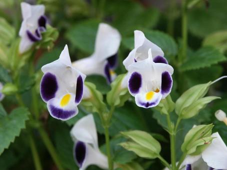 トレニア　クローズアップ フラワー,美しい,唇形花の写真素材