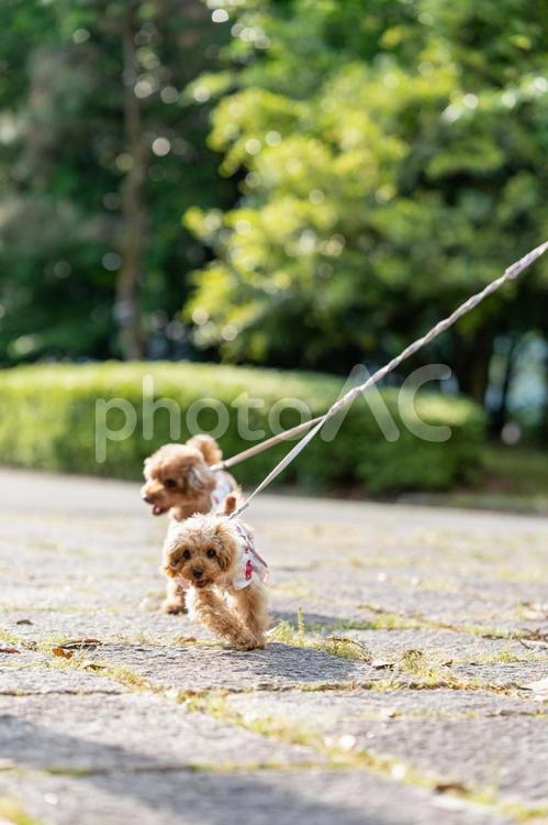 春の公園で散歩するトイプードル トイプードル,トイプー,パピーの写真素材