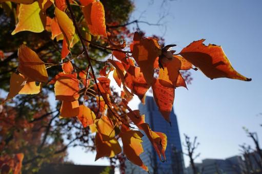 Photo, autumn leaves, maple, wood, 