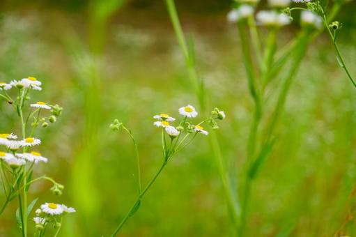 緑に映えるヒメジョオンの花 緑に映えるヒメジョオンの花の写真