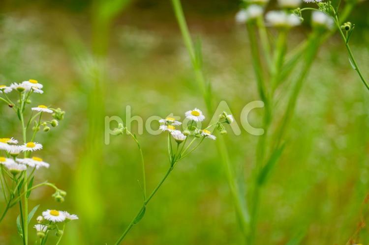 緑に映えるヒメジョオンの花 ヒメジョオン,花,白の写真素材