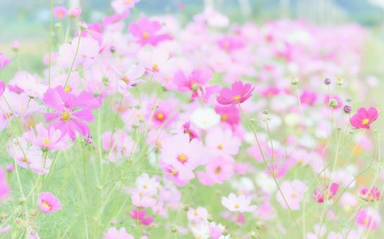 ハイキー調満開のコスモスの花畑ワイド ハイキー調満開のコスモスの花畑ワイドの写真