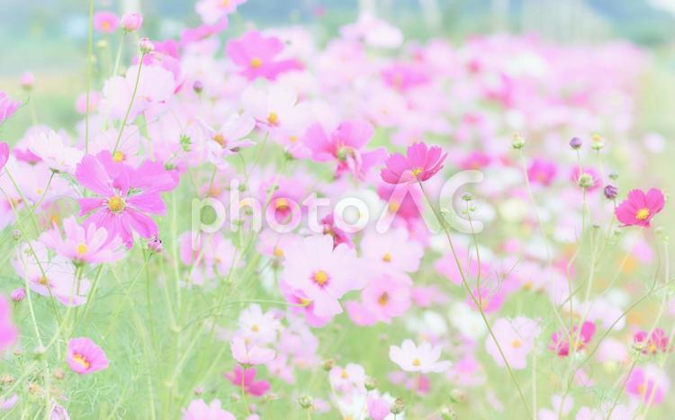 ハイキー調満開のコスモスの花畑ワイド コスモス,花,ハイキーの写真素材