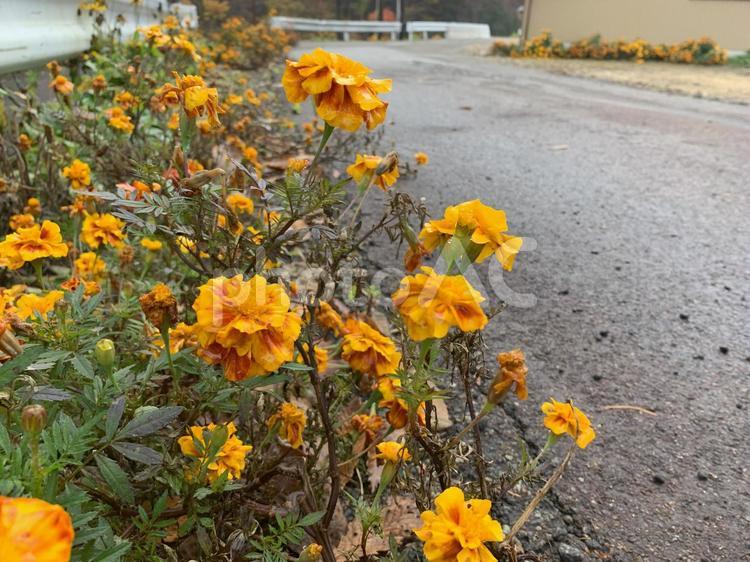 オレンジの花 花,オレンジ,春の写真素材