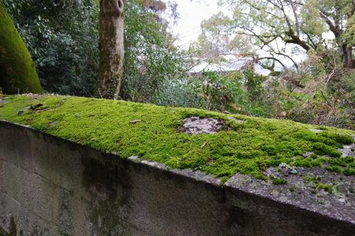 苔 苔,自然,木の写真素材