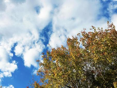 青空と色づいた木 青空と色づいた木 空,色付く,樹木の写真素材