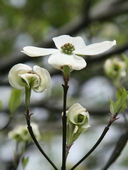 ハナミズキ・花水木 ハナミズキ・花水木の写真