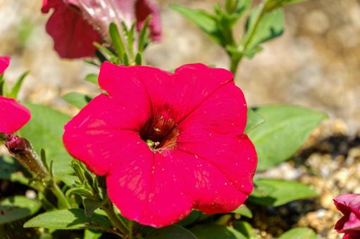 鮮やかな赤が映えるペチュニアの花 鮮やかな赤が映えるペチュニアの花の写真