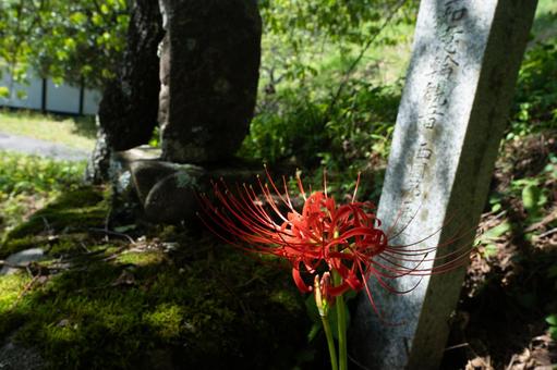 神社に咲く赤い彼岸花 神社に咲く赤い彼岸花の写真