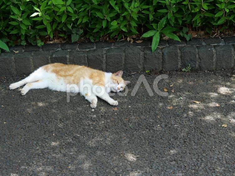 路上に寝ている野良猫 野良猫,サクラ猫,寝るの写真素材