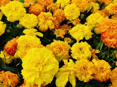 満開のマリーゴールド マリーゴールド,花,園芸の写真素材