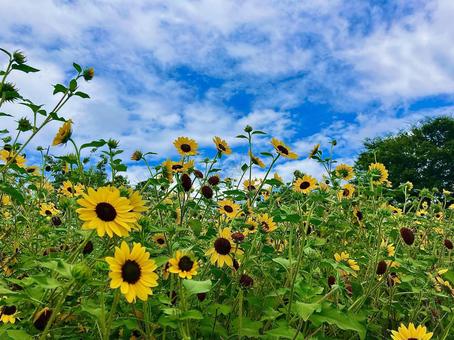 青空に咲くひまわり畑 青空に咲くひまわり畑 ひまわり,ヒマワリ,夏の写真素材