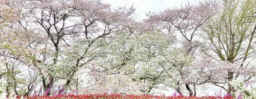 桜と色とりどりの木 桜と色とりどりの木 桜,4月,風景の写真素材