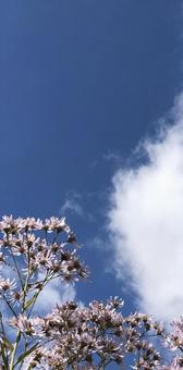 花と空 秋 花と空 秋の写真